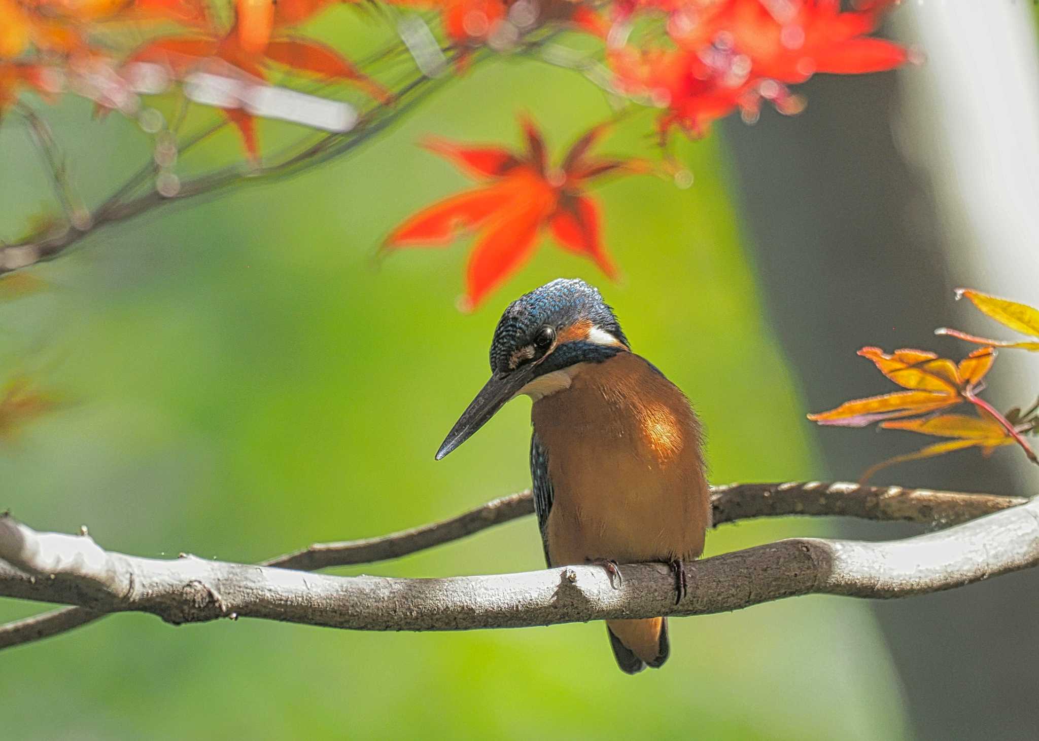 紅葉の中のカワセミ