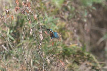 カワセミ 滋賀県甲賀市甲南町創造の森 2021年11月18日(木)