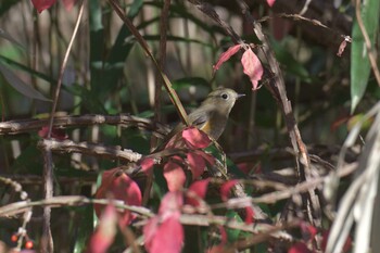 ルリビタキ 滋賀県甲賀市甲南町創造の森 2021年11月18日(木)