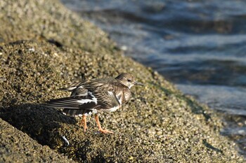 キョウジョシギ ふなばし三番瀬海浜公園 2021年11月16日(火)