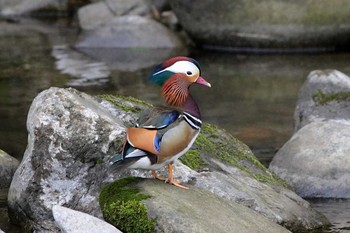 2017年3月31日(金) 嘉瀬川上流（佐賀市）の野鳥観察記録