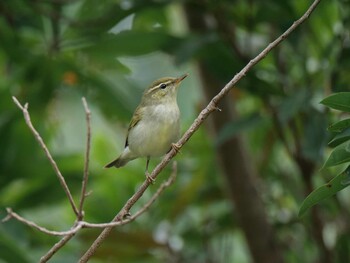 2021年10月31日(日) 神戸市西区の野鳥観察記録