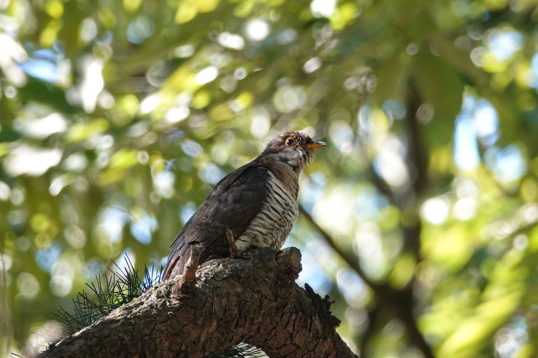 伊佐沼公園 ツツドリの写真 by のどか