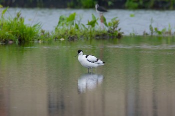 Pied Avocet Unknown Spots Sun, 5/14/2017