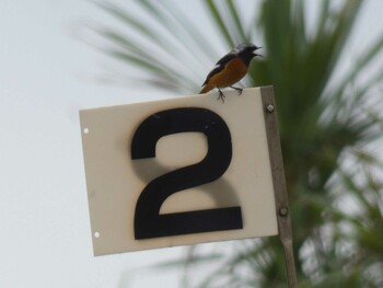 Daurian Redstart Yoron Island Fri, 11/12/2021