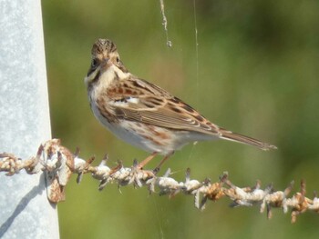 Rustic Bunting Yoron Island Fri, 11/12/2021