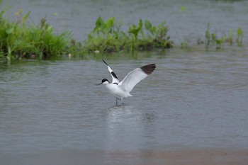 Pied Avocet Unknown Spots Sun, 5/14/2017