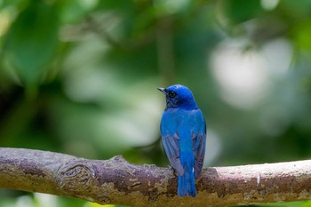 Blue-and-white Flycatcher 長崎市野母崎 Sun, 4/23/2017