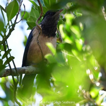 Rosy Starling Ishigaki Island Thu, 11/11/2021