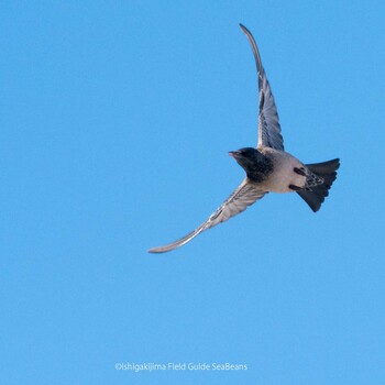 Rosy Starling Ishigaki Island Thu, 11/11/2021