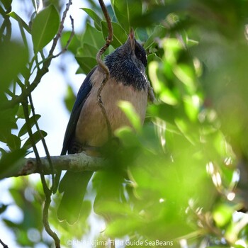 Rosy Starling Ishigaki Island Thu, 11/11/2021