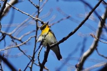 キビタキ 伊佐沼公園 2021年10月20日(水)