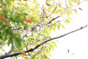 シメ 子雀公園 2021年11月18日(木)