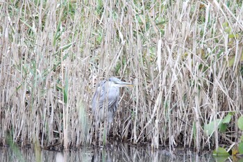 2021年11月18日(木) 子雀公園の野鳥観察記録