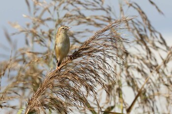 Zitting Cisticola 奈良県 Thu, 10/14/2021