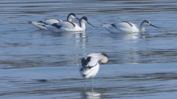 Pied Avocet 滋賀県 Thu, 11/18/2021