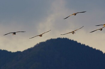 オオヒシクイ 湖北水鳥センター 2021年11月14日(日)