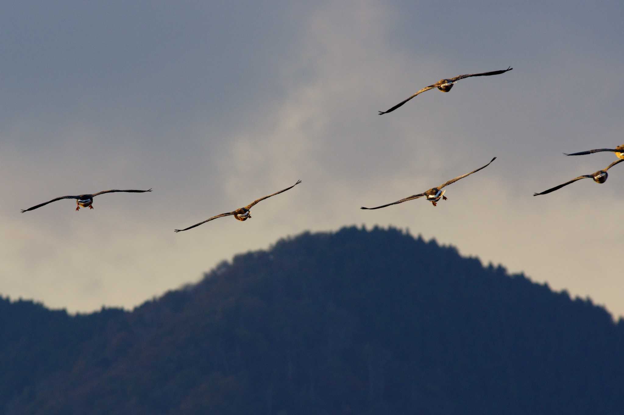 湖北水鳥センター オオヒシクイの写真 by KERON