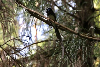 サンコウチョウ 場所が不明 2017年5月14日(日)