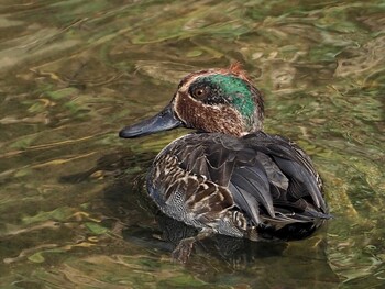 2021年11月17日(水) 知立市 猿渡川の野鳥観察記録