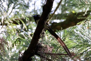 サンコウチョウ 場所が不明 2017年5月14日(日)