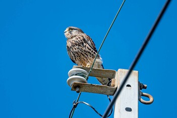 チョウゲンボウ 神戸市西区岩岡町 2021年10月15日(金)