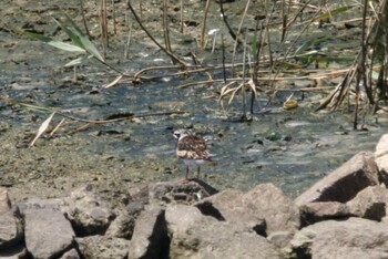 キョウジョシギ 大阪南港野鳥園 2021年8月8日(日)