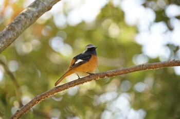 Daurian Redstart Shinjiko Green Park Fri, 11/19/2021