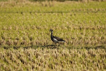 Brant Goose Shinjiko Green Park Fri, 11/19/2021