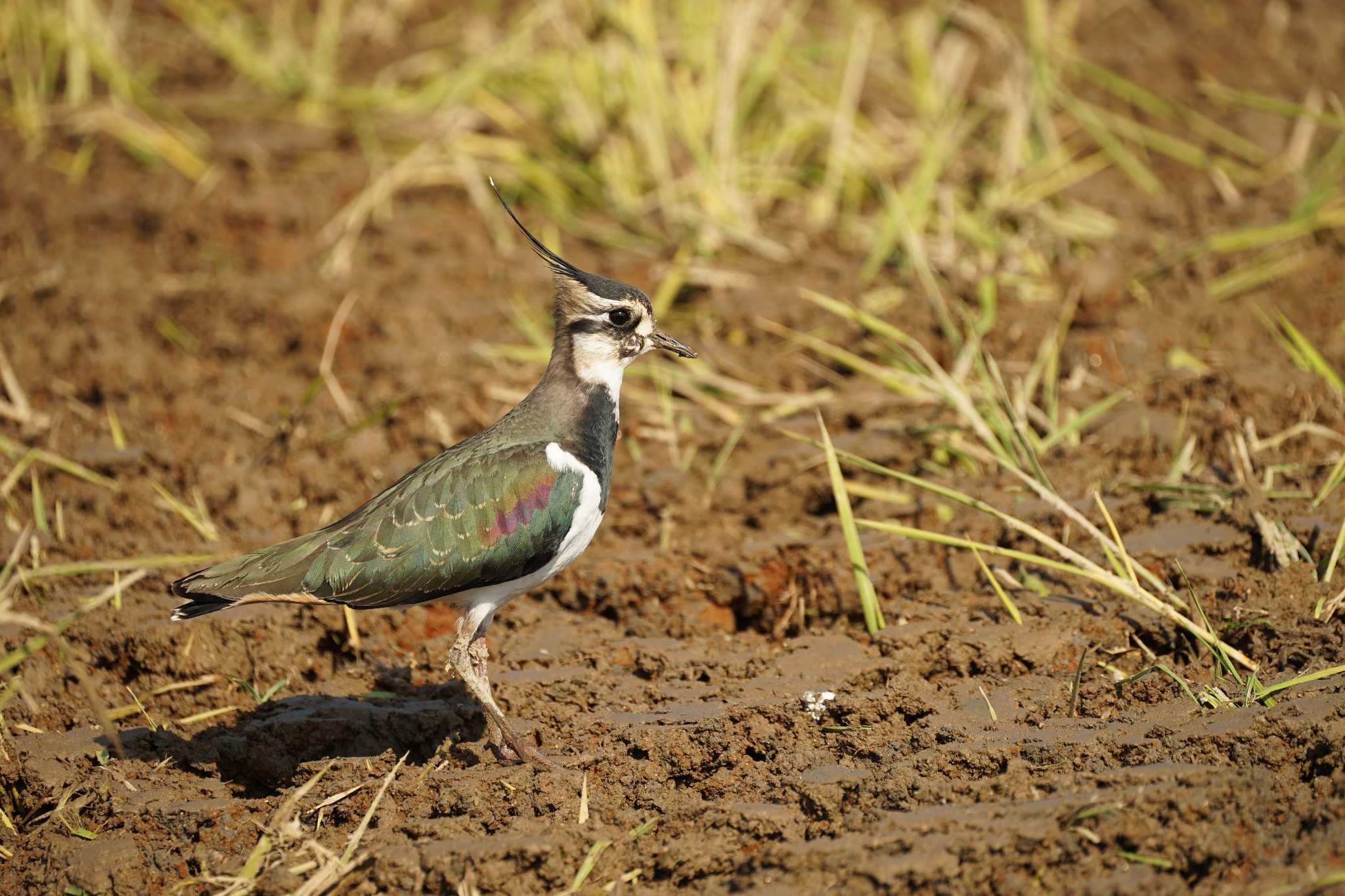 Photo of Northern Lapwing at 斐伊川河口 by ひらも
