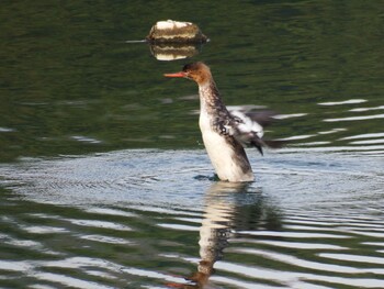 Red-breasted Merganser 平潟湾 Fri, 11/19/2021