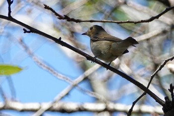 キビタキ 伊佐沼公園 2021年10月20日(水)