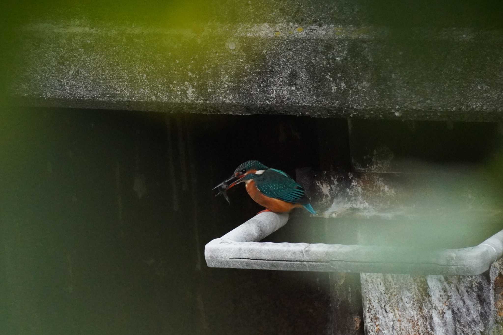 埼玉県 カワセミの写真 by どばと