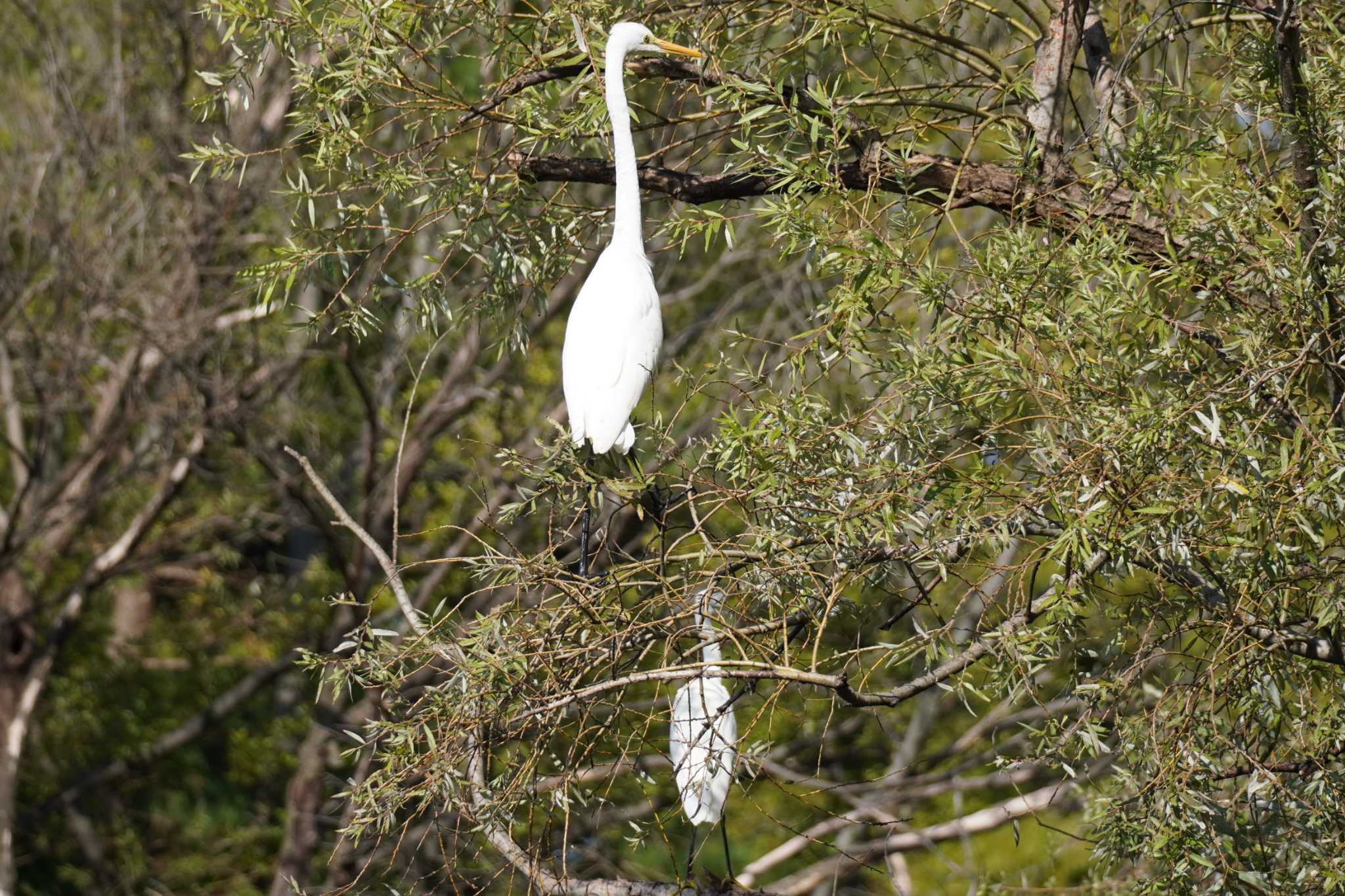 ダイサギ