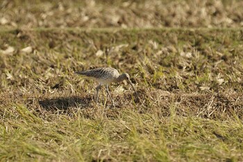 Eurasian Curlew 斐伊川河口 Fri, 11/19/2021