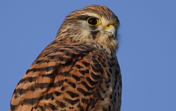 Common Kestrel 淀川河川公園 Fri, 11/19/2021