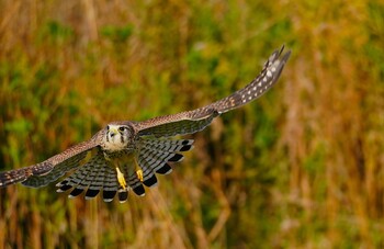 Common Kestrel 淀川河川公園 Fri, 11/19/2021