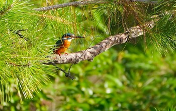 2021年11月19日(金) 城北公園の野鳥観察記録