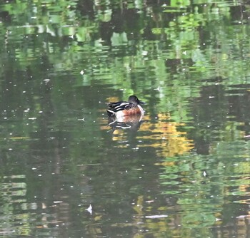 Northern Shoveler 横浜金沢区内 Fri, 11/19/2021