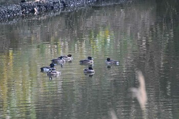 Tufted Duck 横浜金沢区内 Fri, 11/19/2021