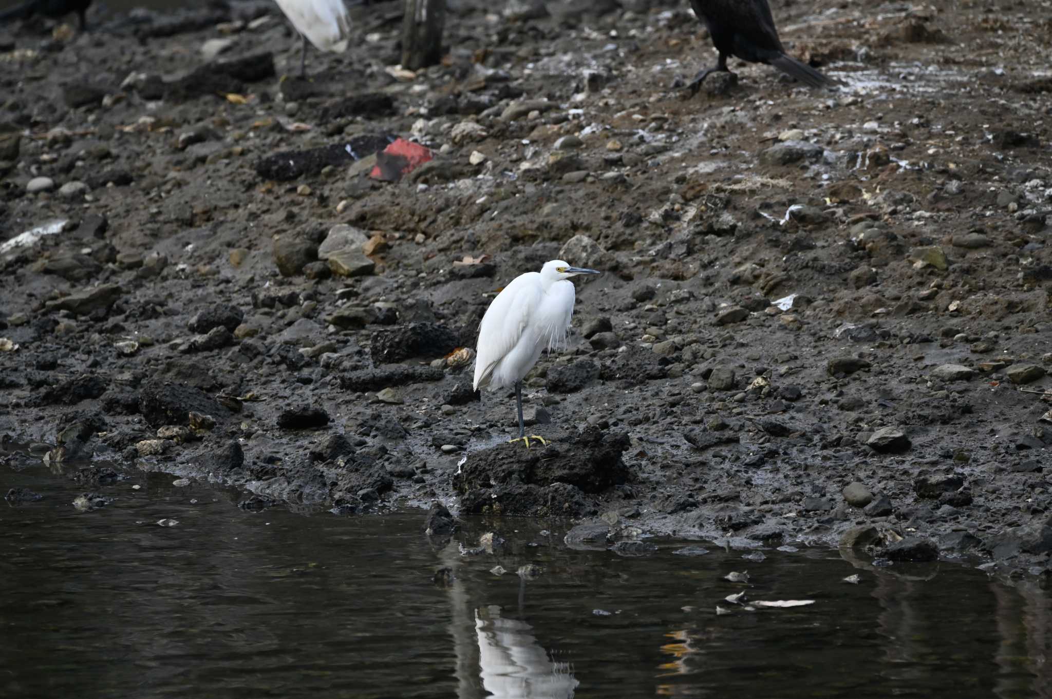 Photo of Little Egret at 横浜金沢区内 by Biker