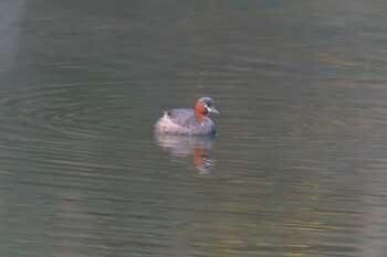 カイツブリ 三重県阿山ふるさとの森公園 2021年11月19日(金)