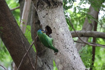 Taiwan Barbet 天和公園(台北) Wed, 11/17/2021