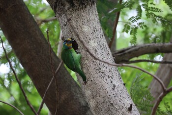 Taiwan Barbet 天和公園(台北) Wed, 11/17/2021