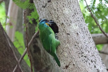 Taiwan Barbet 天和公園(台北) Wed, 11/17/2021