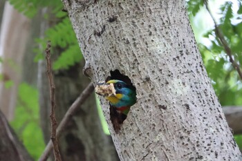 Taiwan Barbet 天和公園(台北) Wed, 11/17/2021