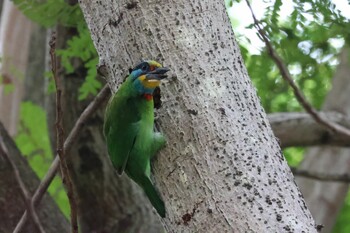 Taiwan Barbet 天和公園(台北) Wed, 11/17/2021