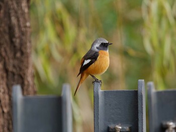 2021年11月18日(木) 新横浜公園の野鳥観察記録