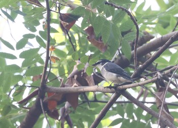 2021年11月19日(金) 林試の森公園の野鳥観察記録