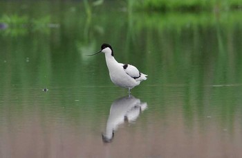 Pied Avocet Unknown Spots Sun, 5/14/2017